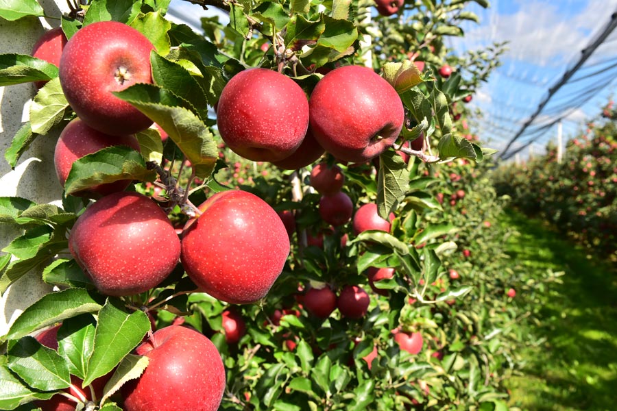 Apfelplantagen am Bodensee