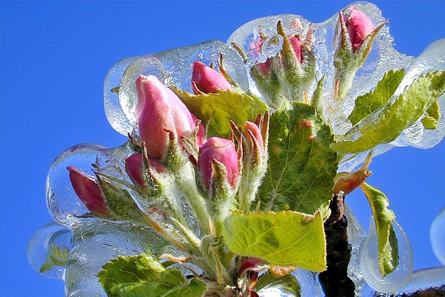 Eisblüten nach Frostberegnung (schützt die Blüte vor Frost)