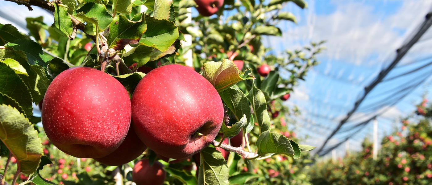 Apfel Plantagen Bodensee